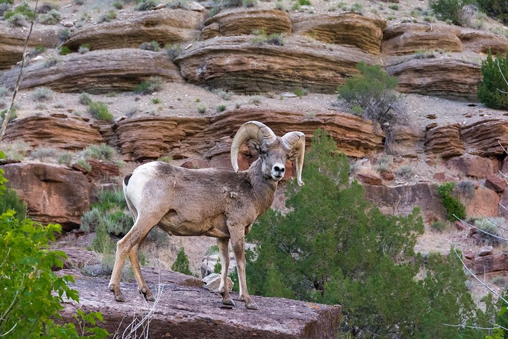 Bighorn ram on cliff-eye contact-Dinosaur National Monument-Utah-USA